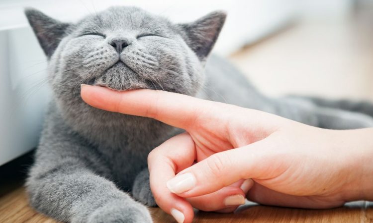 idade dos gatos em relação aos humanos